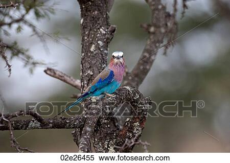 Birds in Kenya View Large Photo Image Stock Photography - Birds in Kenya. Fotosearch