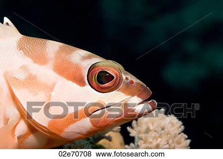 Blacktip Grouper (Epinephelus Fasciatus) View Large Photo Image Stock Photo - Blacktip Grouper (Epinephelus Fasciatus). Fotosearch