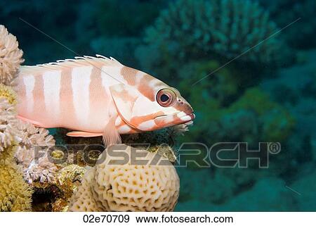 Blacktip Grouper (Epinephelus Fasciatus) View Large Photo Image Stock Photo - Blacktip Grouper (Epinephelus Fasciatus). Fotosearch