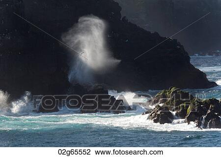Blow hole on the coast, Punta Suarez, Espanola Island, Galapagos Islands, Ecuador View Large Photo Image Stock Image - Blow hole on the coast, Punta Suarez, Espanola Island, Galapagos Islands, Ecuador. Fotosearch