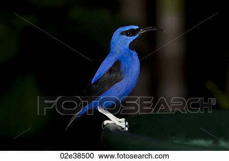 Blue bird at the Butterfly Palace in Branson, Missouri View Large Photo Image Stock Image - Blue bird at the Butterfly Palace in Branson, Missouri. Fotosearch