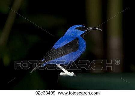 Blue bird at the Butterfly Palace in Branson, Missouri View Large Photo Image Stock Photo - Blue bird at the Butterfly Palace in Branson, Missouri. Fotosearch