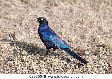 Blue bird wildlife in Kenya View Large Photo Image Stock Photography - Blue bird wildlife in Kenya. Fotosearch