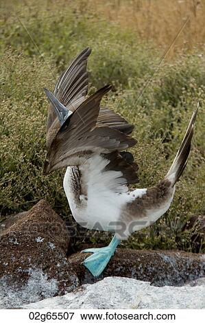 Blue-Footed booby (Sula nebouxii) about to take off, North Seymour Island, Galapagos Islands, Ecuador View Large Photo Image Stock Photo - Blue-Footed booby (Sula nebouxii) about to take off, North Seymour Island, Galapagos Islands, Ecuador. Fotosearch