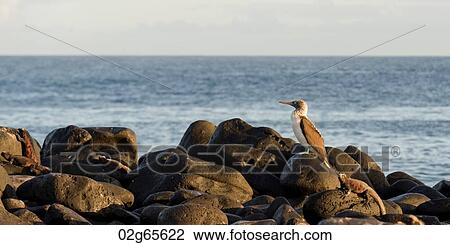 Blue-Footed booby (Sula nebouxii) on a rock at the coast, Punta Suarez, Espanola Island, Galapagos Islands, Ecuador View Large Photo Image Stock Image - Blue-Footed booby (Sula nebouxii) on a rock at the coast, Punta Suarez, Espanola Island, Galapagos Islands, Ecuador. Fotosearch