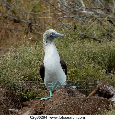 Picture - Blue-Footed booby (Sula nebouxii), North Seymour Island, Galapagos Islands, Ecuador. Fotosearch