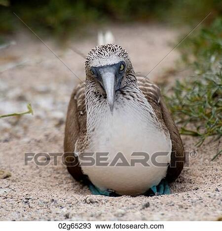 Blue-Footed booby (Sula nebouxii), North Seymour Island, Galapagos Islands, Ecuador View Large Photo Image Stock Image - Blue-Footed booby (Sula nebouxii), North Seymour Island, Galapagos Islands, Ecuador. Fotosearch