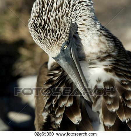 Blue-Footed booby (Sula nebouxii), Punta Suarez, Espanola Island, Galapagos Islands, Ecuador View Large Photo Image Stock Image - Blue-Footed booby (Sula nebouxii), Punta Suarez, Espanola Island, Galapagos Islands, Ecuador. Fotosearch