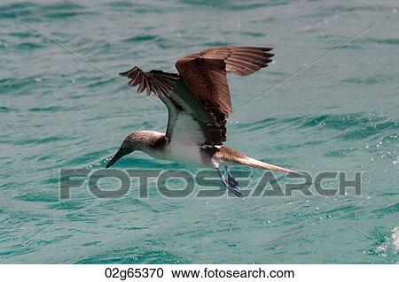 Blue-Footed booby (Sula nebouxii) flying over the ocean, San Cristobal Island, Galapagos Islands, Ecuador View Large Photo Image Stock Image - Blue-Footed booby (Sula nebouxii) flying over the ocean, San Cristobal Island, Galapagos Islands, Ecuador. Fotosearch