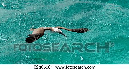 Blue-Footed booby (Sula nebouxii) flying over the ocean, San Cristobal Island, Galapagos Islands, Ecuador View Large Photo Image Stock Image - Blue-Footed booby (Sula nebouxii) flying over the ocean, San Cristobal Island, Galapagos Islands, Ecuador. Fotosearch