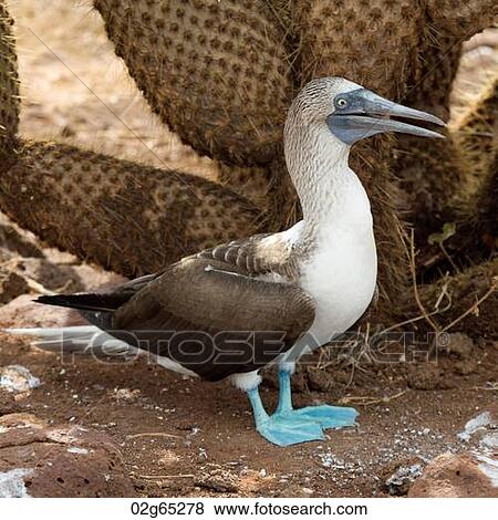 Blue-Footed booby (Sula nebouxii) calling, North Seymour Island, Galapagos Islands, Ecuador View Large Photo Image Stock Photo - Blue-Footed booby (Sula nebouxii) calling, North Seymour Island, Galapagos Islands, Ecuador. Fotosearch