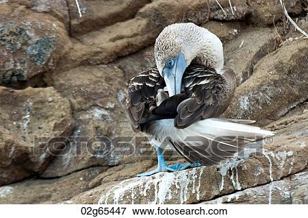 Blue-Footed booby (Sula nebouxii) cleaning itself, Tagus Cove, Isabela Island, Galapagos Islands, Ecuador View Large Photo Image Stock Photo - Blue-Footed booby (Sula nebouxii) cleaning itself, Tagus Cove, Isabela Island, Galapagos Islands, Ecuador. Fotosearch