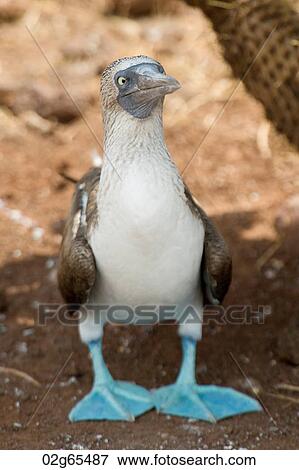 Blue-Footed booby (Sula nebouxii), North Seymour Island, Galapagos Islands, Ecuador View Large Photo Image Stock Photo - Blue-Footed booby (Sula nebouxii), North Seymour Island, Galapagos Islands, Ecuador. Fotosearch