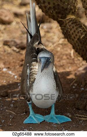 Blue-Footed booby (Sula nebouxii), North Seymour Island, Galapagos Islands, Ecuador View Large Photo Image Stock Photo - Blue-Footed booby (Sula nebouxii), North Seymour Island, Galapagos Islands, Ecuador. Fotosearch
