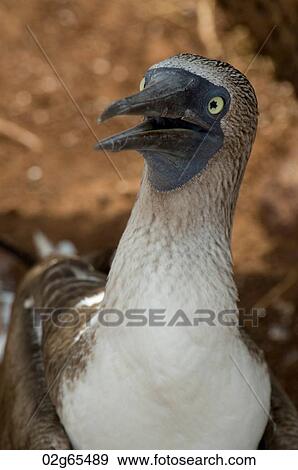 Blue-Footed booby (Sula nebouxii), North Seymour Island, Galapagos Islands, Ecuador View Large Photo Image Stock Photo - Blue-Footed booby (Sula nebouxii), North Seymour Island, Galapagos Islands, Ecuador. Fotosearch