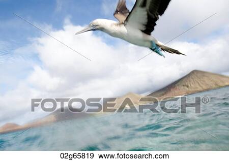 Blue-Footed booby (Sula nebouxii) flying over the Pacific Ocean, Bartolome Island, Galapagos Islands, Ecuador View Large Photo Image Stock Photo - Blue-Footed booby (Sula nebouxii) flying over the Pacific Ocean, Bartolome Island, Galapagos Islands, Ecuador. Fotosearch