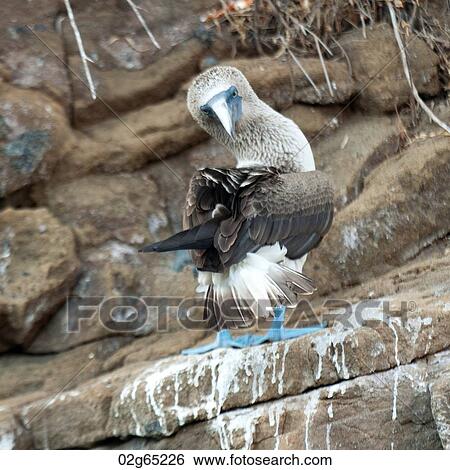 Stock Photograph - Blue-Footed booby (Sula nebouxii), Tagus Cove, Isabela Island, Galapagos Islands, Ecuador. Fotosearch