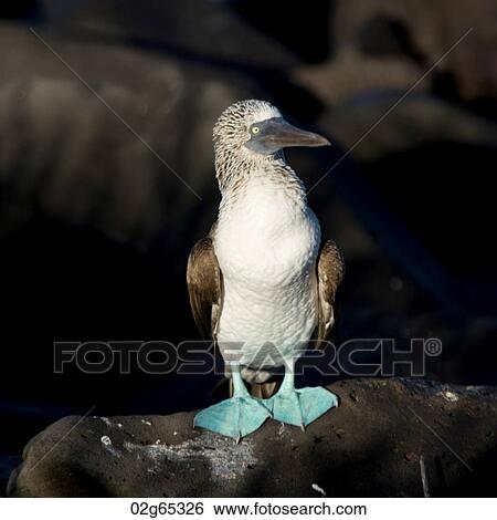 Blue-Footed booby (Sula nebouxii), Punta Suarez, Espanola Island, Galapagos Islands, Ecuador View Large Photo Image Stock Photograph - Blue-Footed booby (Sula nebouxii), Punta Suarez, Espanola Island, Galapagos Islands, Ecuador. Fotosearch