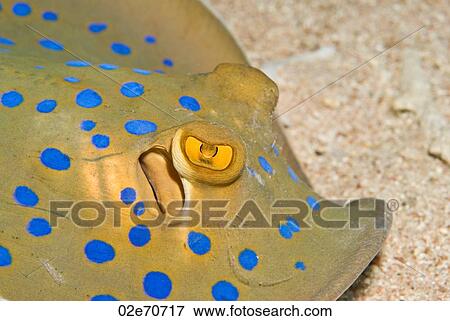 Blue Spotted Stingray (Taeniura Lymma) View Large Photo Image Stock Photo - Blue Spotted Stingray (Taeniura Lymma). Fotosearch