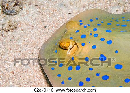 Blue Spotted Stingray (Taeniura Lymma) View Large Photo Image Stock Photograph - Blue Spotted Stingray (Taeniura Lymma). Fotosearch