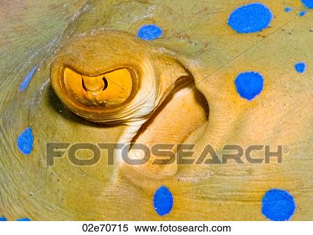 Blue Spotted Stingray (Taeniura Lymma) View Large Photo Image Stock Photography - Blue Spotted Stingray (Taeniura Lymma). Fotosearch