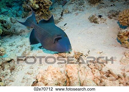 Blue Triggerfish (Pseudobalistes Fuscus) View Large Photo Image Stock Image - Blue Triggerfish (Pseudobalistes Fuscus). Fotosearch