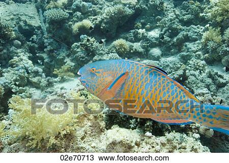 Bluebarred Parrotfish (Scarus Ghobban) View Large Photo Image Stock Image - Bluebarred Parrotfish (Scarus Ghobban). Fotosearch