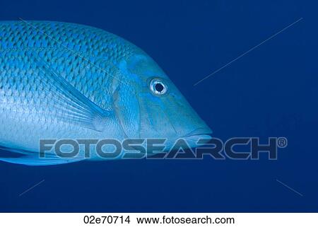 Picture - Bluescale Emperor. Fotosearch