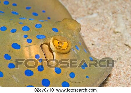 Bluespotted Stingray View Large Photo Image Stock Image - Bluespotted Stingray. Fotosearch