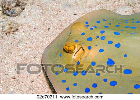 Bluespotted Stingray View Large Photo Image Stock Image - Bluespotted Stingray. Fotosearch