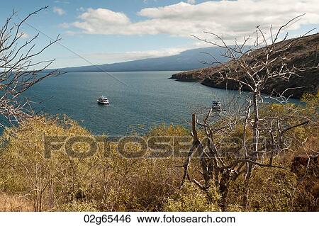 Boats in the lagoon, Tagus Cove, Isabela Island, Galapagos Islands, Ecuador View Large Photo Image Stock Photograph - Boats in the lagoon, Tagus Cove, Isabela Island, Galapagos Islands, Ecuador. Fotosearch
