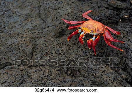 Brightly colored Sally Lightfoot crab (Grapsus grapsus), Puerto Egas, Santiago Island, Galapagos Islands, Ecuador View Large Photo Image Picture - Brightly colored Sally Lightfoot crab (Grapsus grapsus), Puerto Egas, Santiago Island, Galapagos Islands, Ecuador. Fotosearch