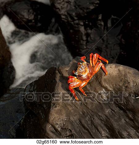 Brightly colored Sally Lightfoot crab (Grapsus grapsus) on rocky beach, Galapagos Islands, Ecuador View Large Photo Image Stock Image - Brightly colored Sally Lightfoot crab (Grapsus grapsus) on rocky beach, Galapagos Islands, Ecuador. Fotosearch