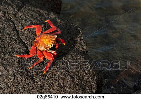 Brightly colored Sally Lightfoot crab (Grapsus grapsus) on a rock at the coast, Punta Espinoza, Galapagos Islands, Ecuador View Large Photo Image Stock Image - Brightly colored Sally Lightfoot crab (Grapsus grapsus) on a rock at the coast, Punta Espinoza, Galapagos Islands, Ecuador. Fotosearch