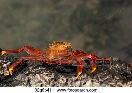 Brightly colored Sally Lightfoot crab (Grapsus grapsus) on rocky beach, Punta Espinoza, Galapagos Islands, Ecuador View Large Photo Image Stock Image - Brightly colored Sally Lightfoot crab (Grapsus grapsus) on rocky beach, Punta Espinoza, Galapagos Islands, Ecuador. Fotosearch