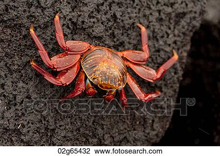 Brightly colored Sally Lightfoot crab (Grapsus grapsus) on rocky beach, Punta Espinoza, Galapagos Islands, Ecuador View Large Photo Image Stock Image - Brightly colored Sally Lightfoot crab (Grapsus grapsus) on rocky beach, Punta Espinoza, Galapagos Islands, Ecuador. Fotosearch