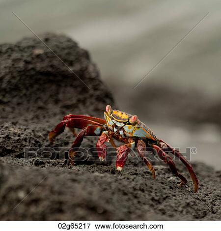 Brightly colored Sally Lightfoot crab (Grapsus grapsus) on rocky beach, Punta Espinoza, Fernandina Island, Galapagos Islands, Ecuador View Large Photo Image Stock Photo - Brightly colored Sally Lightfoot crab (Grapsus grapsus) on rocky beach, Punta Espinoza, Fernandina Island, Galapagos Islands, Ecuador. Fotosearch