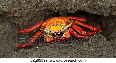 Brightly colored Sally Lightfoot crab (Grapsus grapsus), Punta Espinoza, Galapagos Islands, Ecuador View Large Photo Image Stock Photo - Brightly colored Sally Lightfoot crab (Grapsus grapsus), Punta Espinoza, Galapagos Islands, Ecuador. Fotosearch