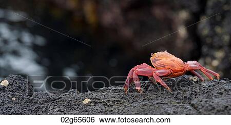 Brightly colored Sally Lightfoot crab (Grapsus grapsus) on a rock, Puerto Egas, Santiago Island, Galapagos Islands, Ecuador View Large Photo Image Stock Photograph - Brightly colored Sally Lightfoot crab (Grapsus grapsus) on a rock, Puerto Egas, Santiago Island, Galapagos Islands, Ecuador. Fotosearch