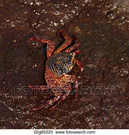 Brightly colored Sally Lightfoot crab (Grapsus grapsus) on a rock, Tagus Cove, Isabela Island, Galapagos Islands, Ecuador View Large Photo Image Stock Photography - Brightly colored Sally Lightfoot crab (Grapsus grapsus) on a rock, Tagus Cove, Isabela Island, Galapagos Islands, Ecuador. Fotosearch