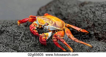 Brightly colored Sally Lightfoot crab (Grapsus grapsus) on a rock at the coast, Puerto Egas, Santiago Island, Galapagos Islands, Ecuador View Large Photo Image Stock Photography - Brightly colored Sally Lightfoot crab (Grapsus grapsus) on a rock at the coast, Puerto Egas, Santiago Island, Galapagos Islands, Ecuador. Fotosearch