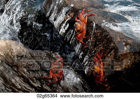 Brightly colored Sally Lightfoot crabs (Grapsus grapsus) climbing on rocks, Galapagos Islands, Ecuador View Large Photo Image Picture - Brightly colored Sally Lightfoot crabs (Grapsus grapsus) climbing on rocks, Galapagos Islands, Ecuador. Fotosearch