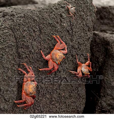 Brightly colored Sally Lightfoot crabs (Grapsus grapsus) on moving up on rock, Punta Espinoza, Fernandina Island, Galapagos Islands, Ecuador View Large Photo Image Stock Image - Brightly colored Sally Lightfoot crabs (Grapsus grapsus) on moving up on rock, Punta Espinoza, Fernandina Island, Galapagos Islands, Ecuador. Fotosearch