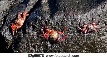 Brightly colored Sally Lightfoot crabs (Grapsus grapsus), Puerto Baquerizo Moreno, San Cristobal Island, Galapagos Islands, Ecuador View Large Photo Image Stock Photo - Brightly colored Sally Lightfoot crabs (Grapsus grapsus), Puerto Baquerizo Moreno, San Cristobal Island, Galapagos Islands, Ecuador. Fotosearch