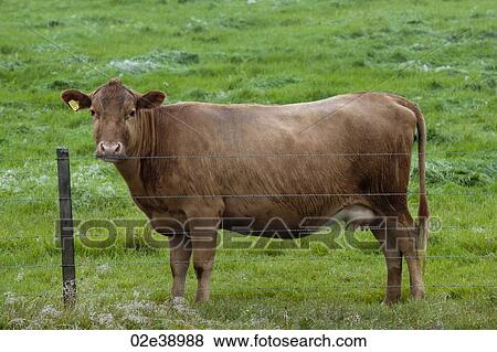 Brown cow standing behind a barbed wire fence, in a pasture View Large Photo Image Stock Photo - Brown cow standing behind a barbed wire fence, in a pasture. Fotosearch