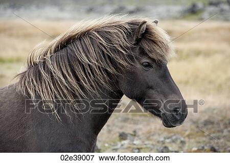 Stock Photo - Brown Icelandic horse head in a pasture. Fotosearch