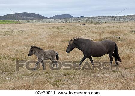 Brown Icelandic horses, mare and foal, in pasture with mountains faraway View Large Photo Image Stock Image - Brown Icelandic horses, mare and foal, in pasture with mountains faraway. Fotosearch