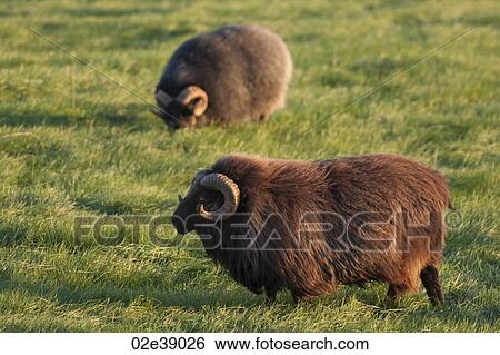 Brown Icelandic sheep with curled horns in grassland View Large Photo Image Stock Photograph - Brown Icelandic sheep with curled horns in grassland. Fotosearch