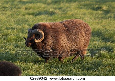 Stock Image - Brown Icelandic sheep with large curled horn in a pasture. Fotosearch