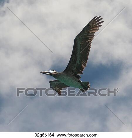 Brown pelican (Pelecanus occidentalis) in flight, San Cristobal Island, Galapagos Islands, Ecuador View Large Photo Image Picture - Brown pelican (Pelecanus occidentalis) in flight, San Cristobal Island, Galapagos Islands, Ecuador. Fotosearch